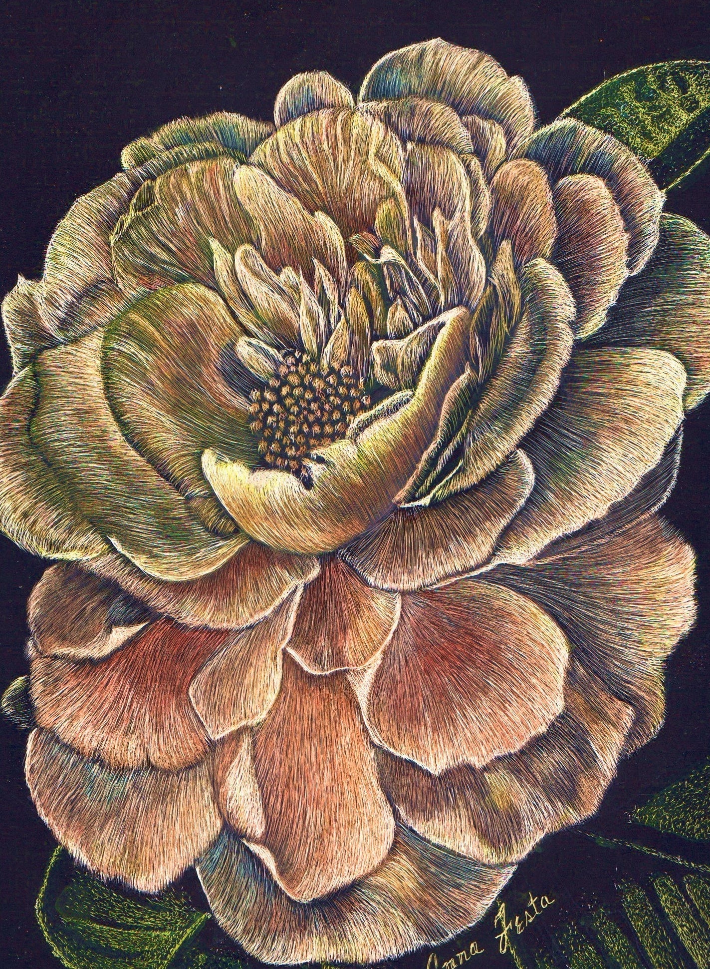 Eternal Bloom - detailed Scratchboard by Anna Festa