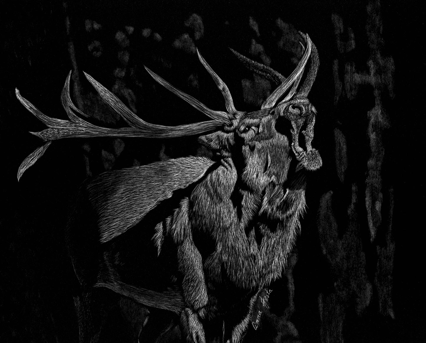 Standing Ground — Scratchboard Elk Art by Anna Festa