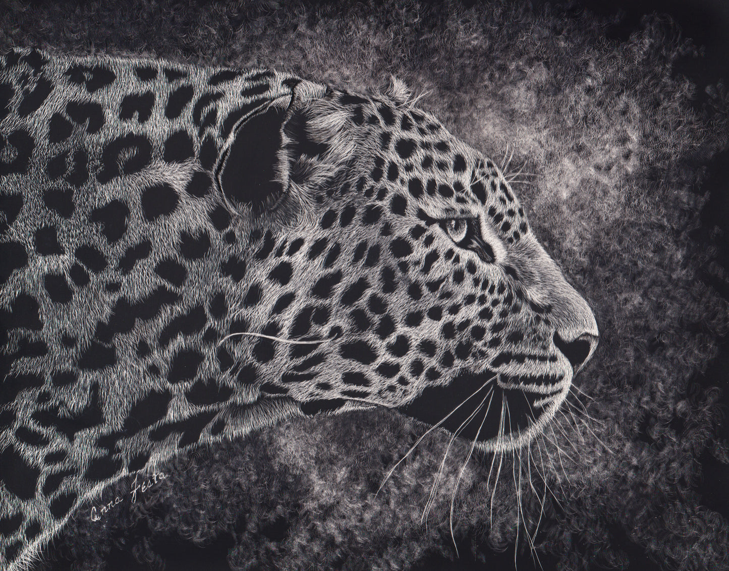Focused – Scratchboard Leopard Art by Anna Festa | Mindful Animal Artwork