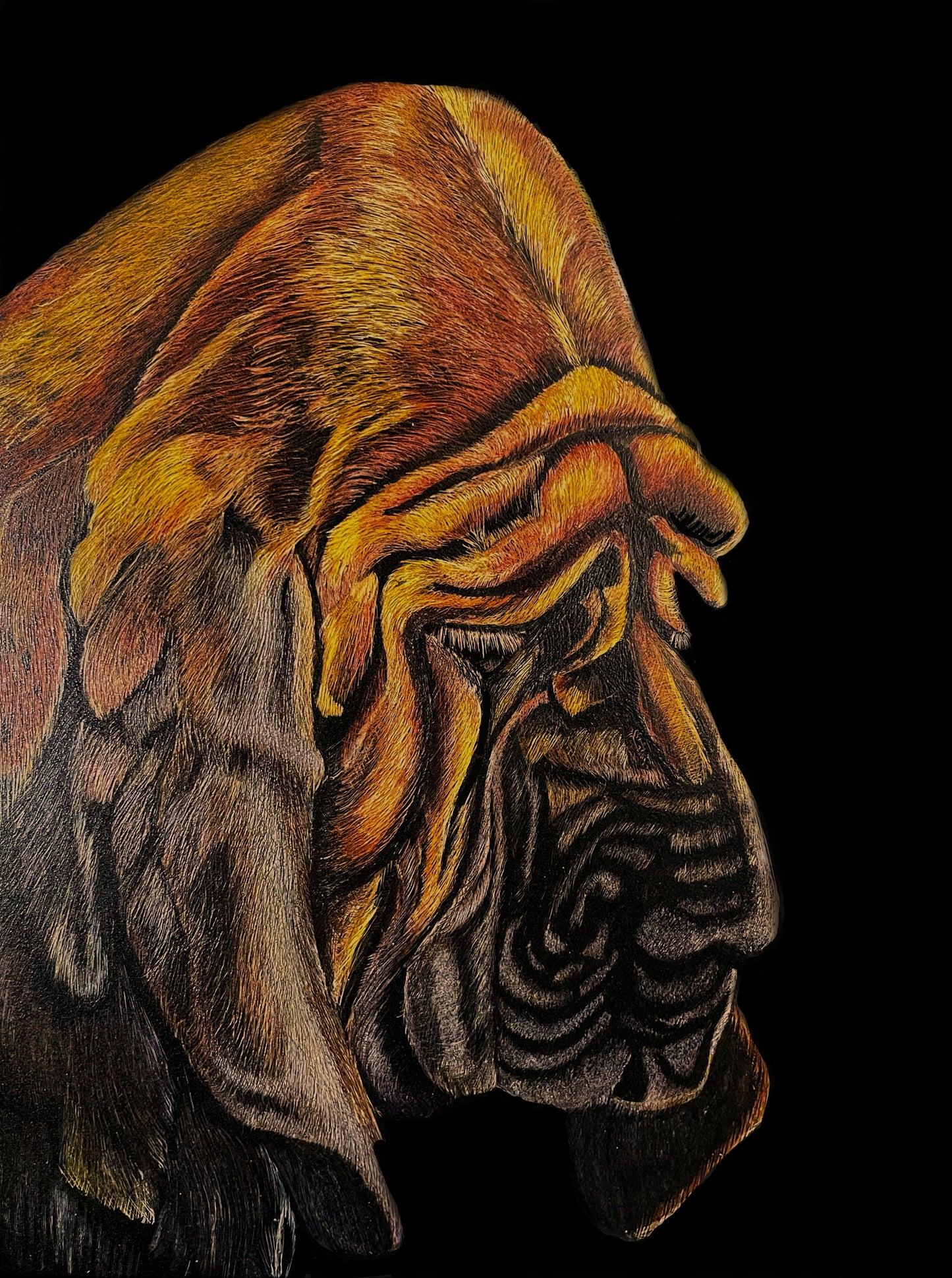 “The Silent Tracker” scratchboard by Anna Festa