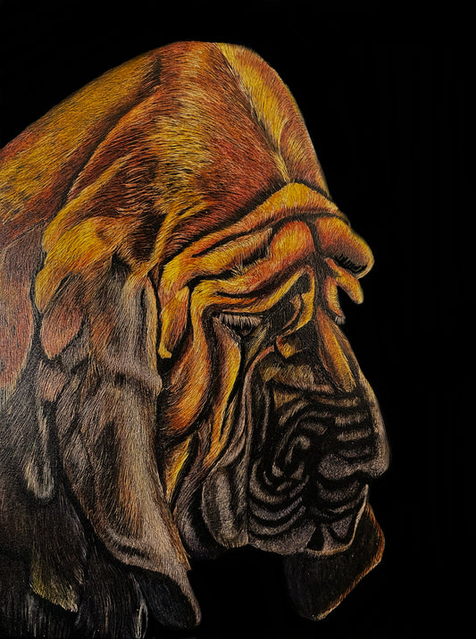 “The Silent Tracker” scratchboard by Anna Festa