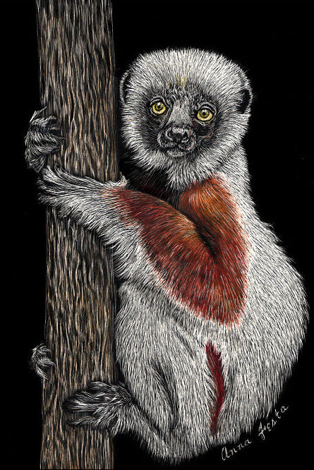 Curious Climber scratchboard by Anna Festa
