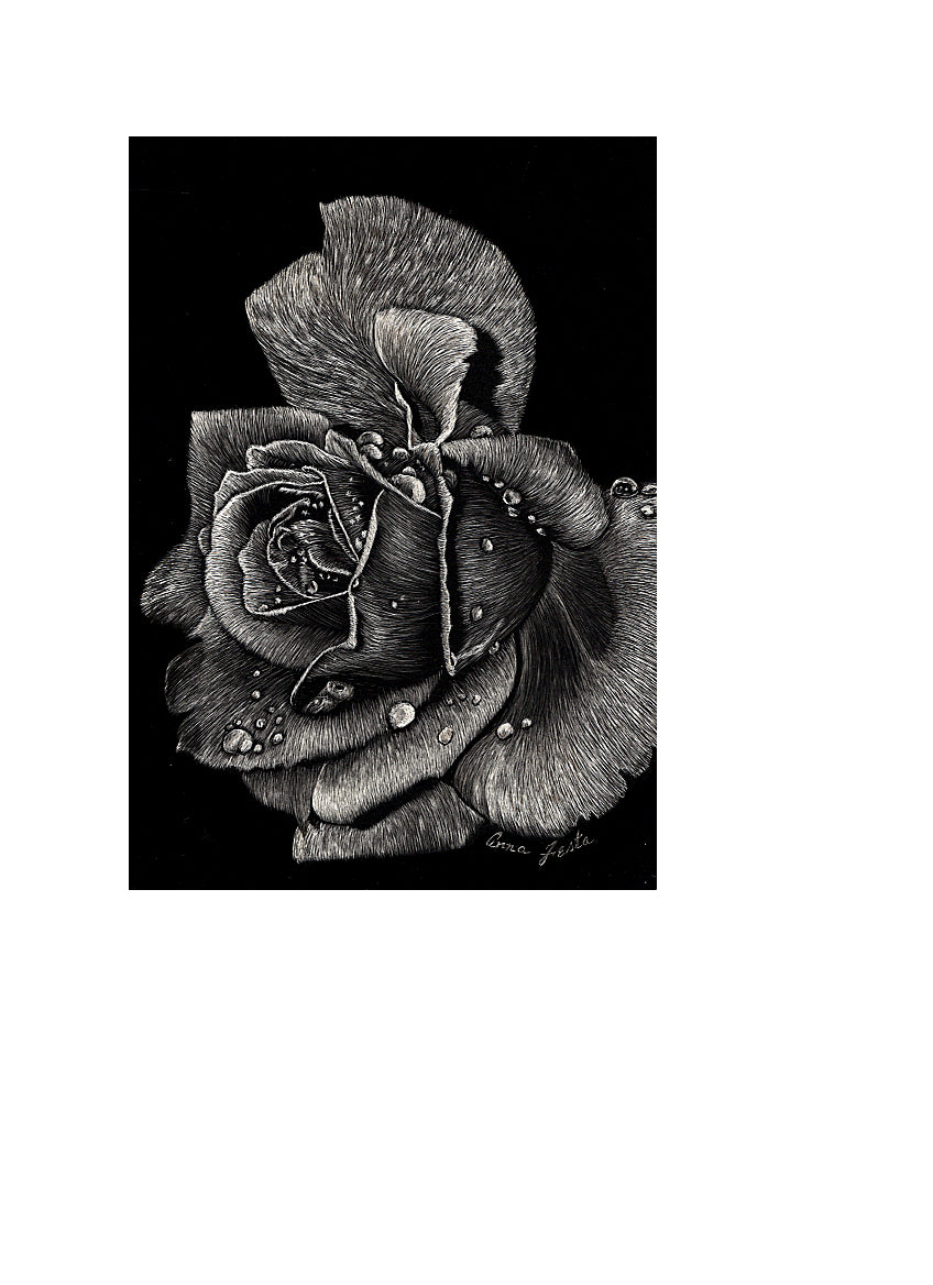 The Rose Scratchboard Art by Anna Festa